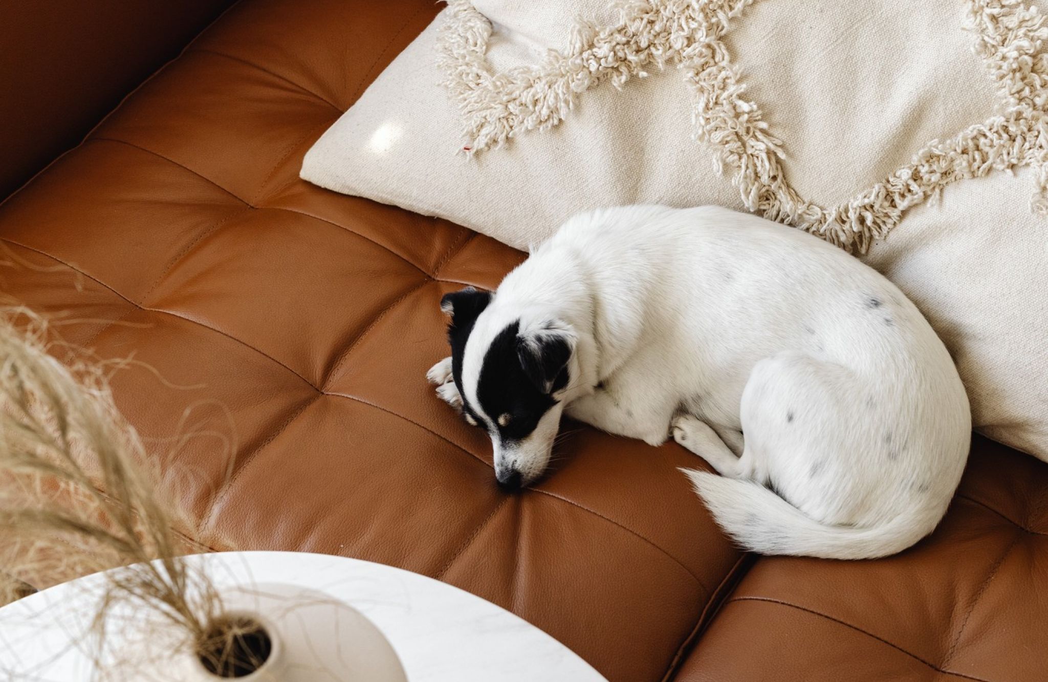 small dog curled up on a leather couch