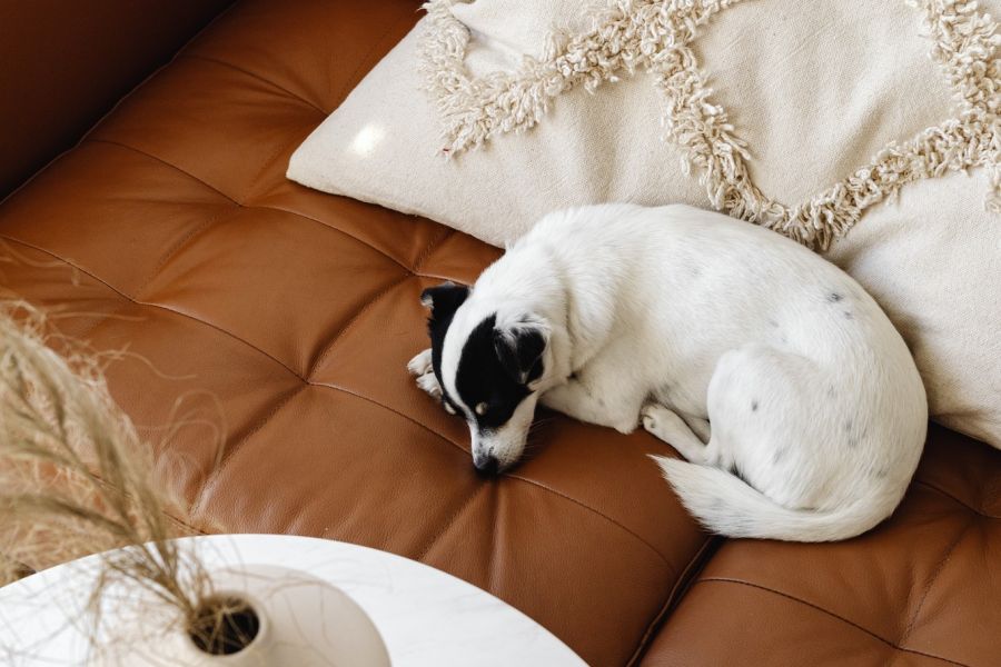 small dog curled up on a leather couch